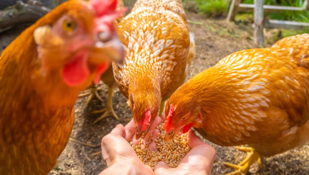 如何制作自己的鸡或家禽饲料