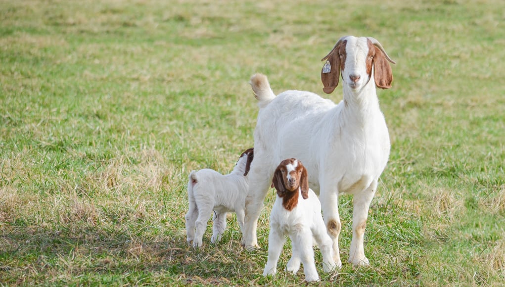 all about breeding goats and kidding
