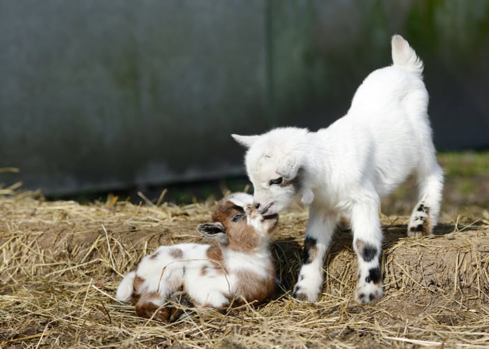 socialization among baby goats