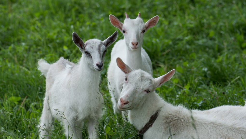 how many goats should i get