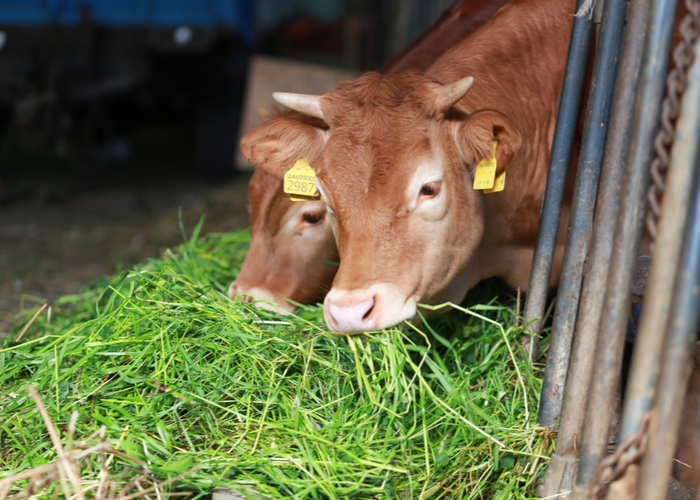 how to grow cattle feed and feeding grass to cows
