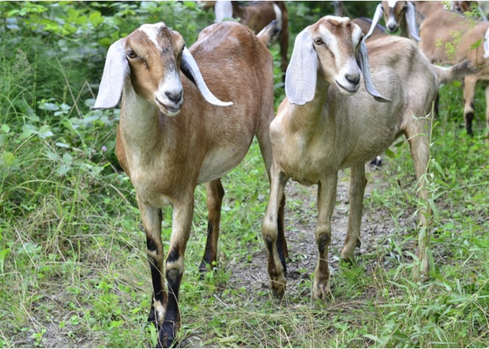 努比亚山羊是两用山羊品种