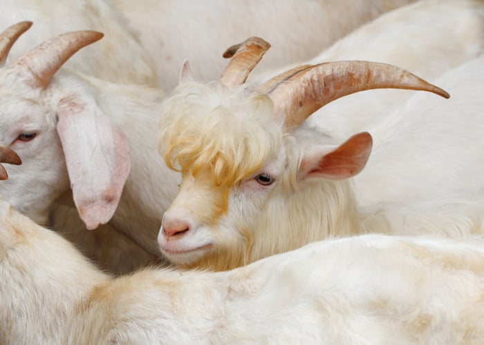 沙嫩山羊是最好的奶山羊品种