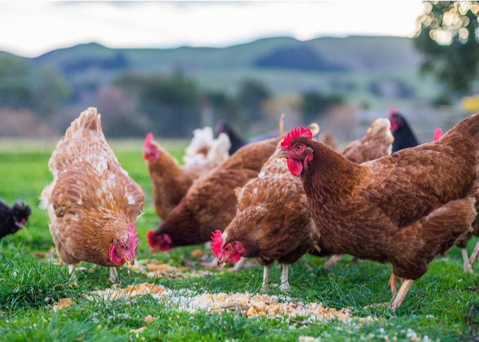 what can you grow for animal feed for chickens