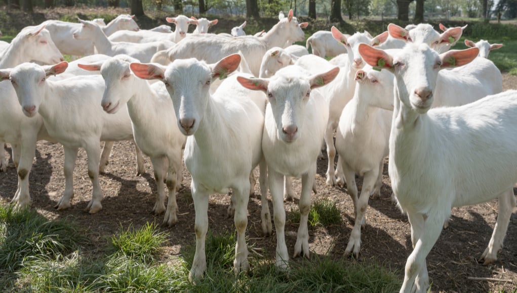 what to know before owning goats