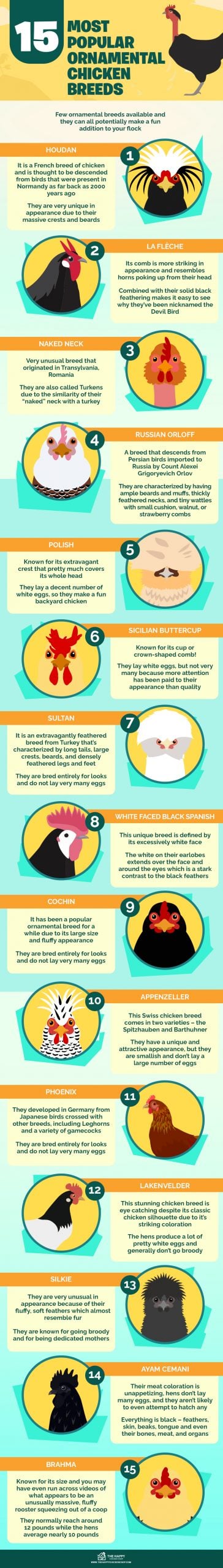 15种最受欢迎的观赏鸡品种