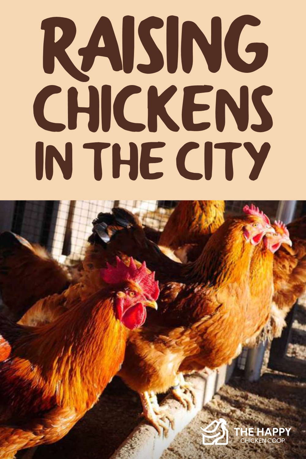 在城市里养鸡