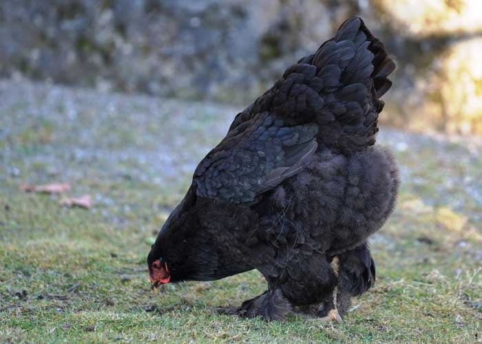 北京品种的黑鸡