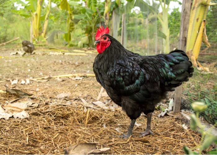 best chicken breed for gardens australorp
