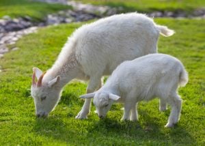 goats eating grass - what can baby goats eat