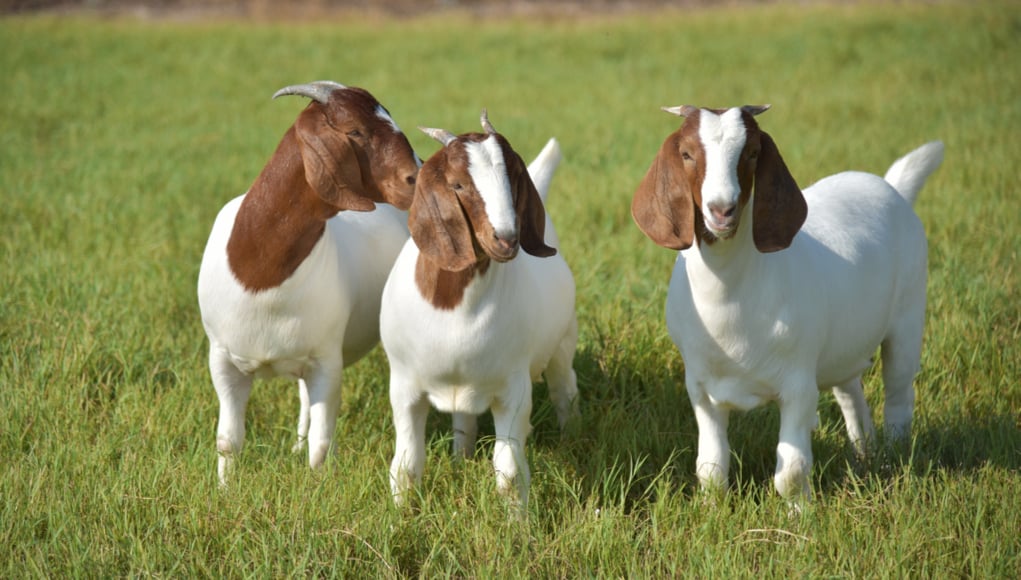 raising meat goats