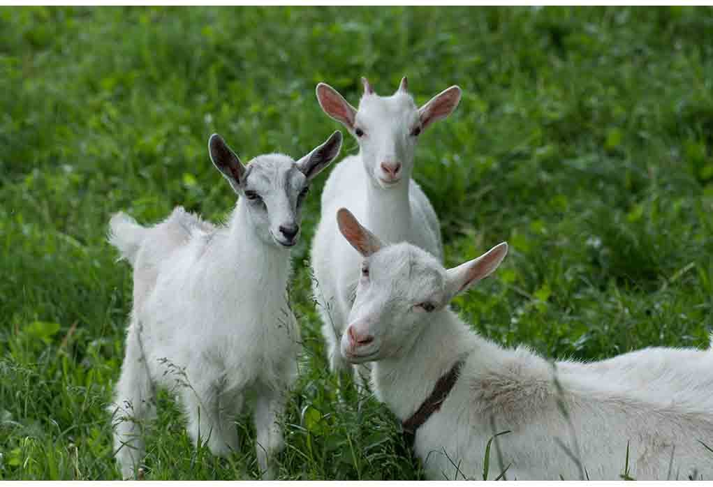 caring for goats year round