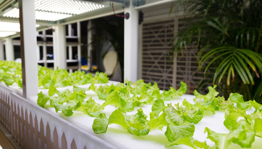How to start hydroponic farming at home