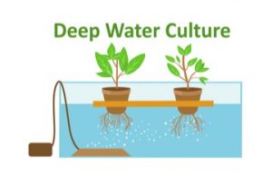 深水培养水培系统