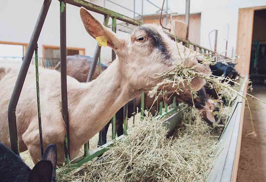feeding alfalfa to goats