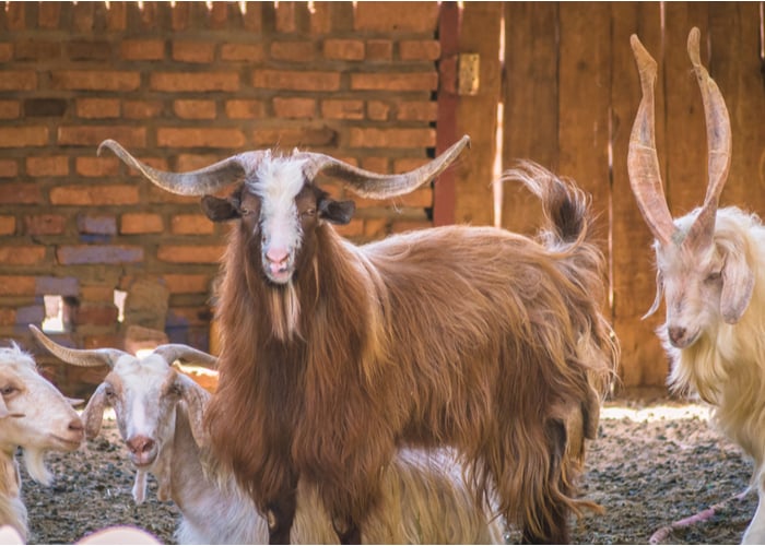 Hexi Cashmere long haired goat breeds