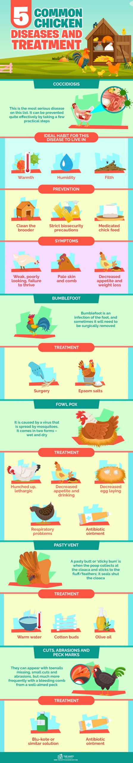 5种常见的鸡疾病及其治疗信息图表
