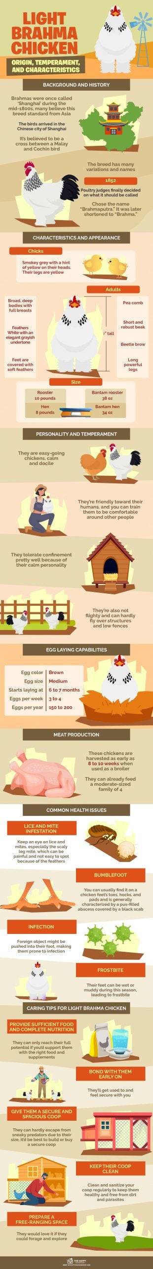 Light Brahma Chicken Origin, Temperament, and Characteristics