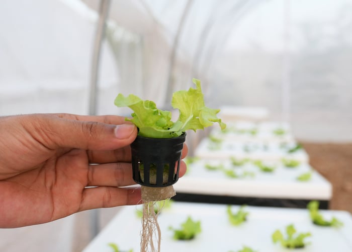 basics of hydroponics - net pots
