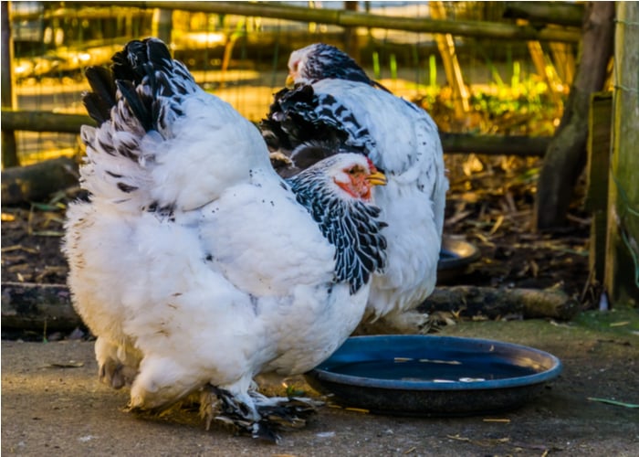 light brahma chicken size and appearance