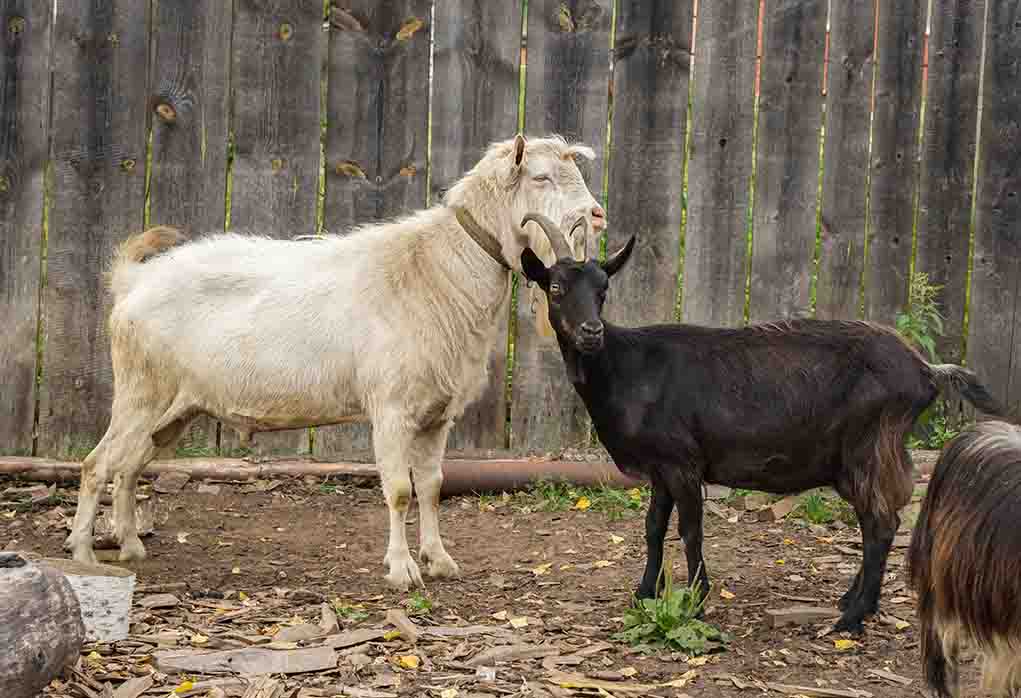 male or female goat