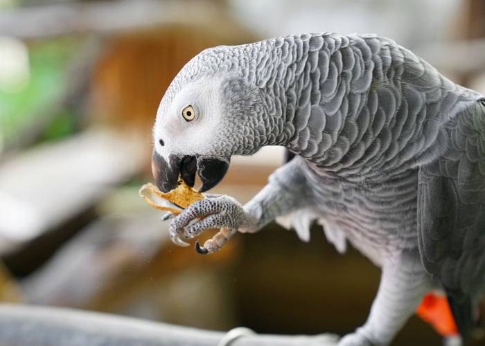 非洲灰鹦鹉正在吃食物