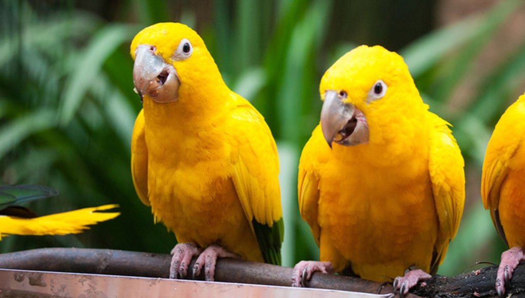 Rarest pet birds