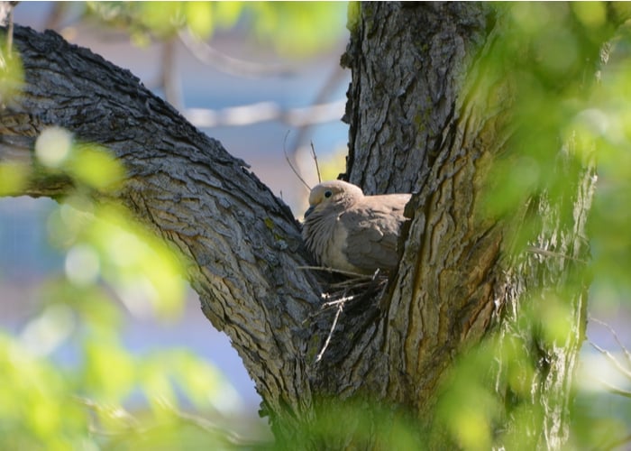 dove on its nest