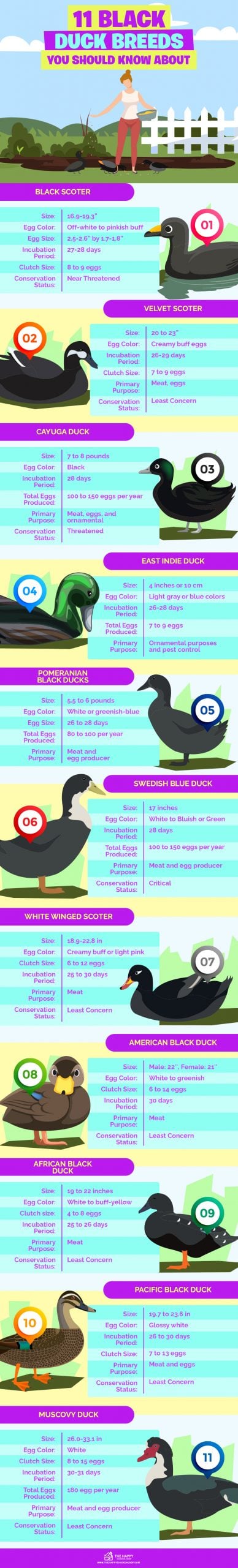 关于信息图表你应该知道的11种黑鸭