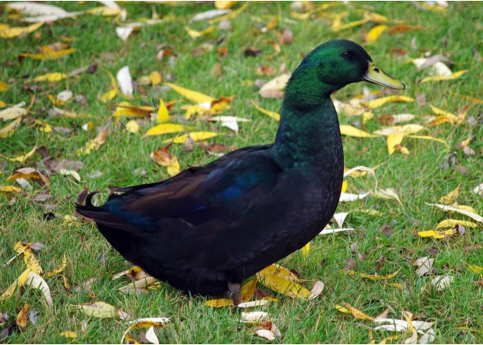 黑鸭品种-卡尤加鸭