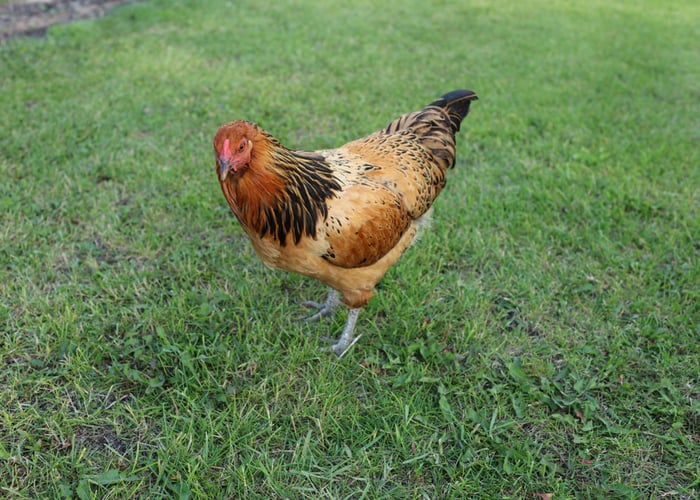 chicken breeds for gardens - Easter egger