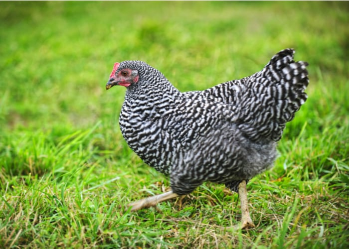 Chickens cute breed- Plymouth Rock