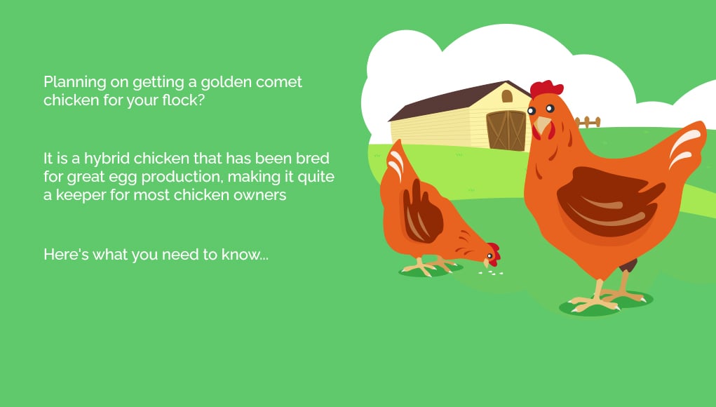 Golden Comet Chicken What to Know Before Buying One 3