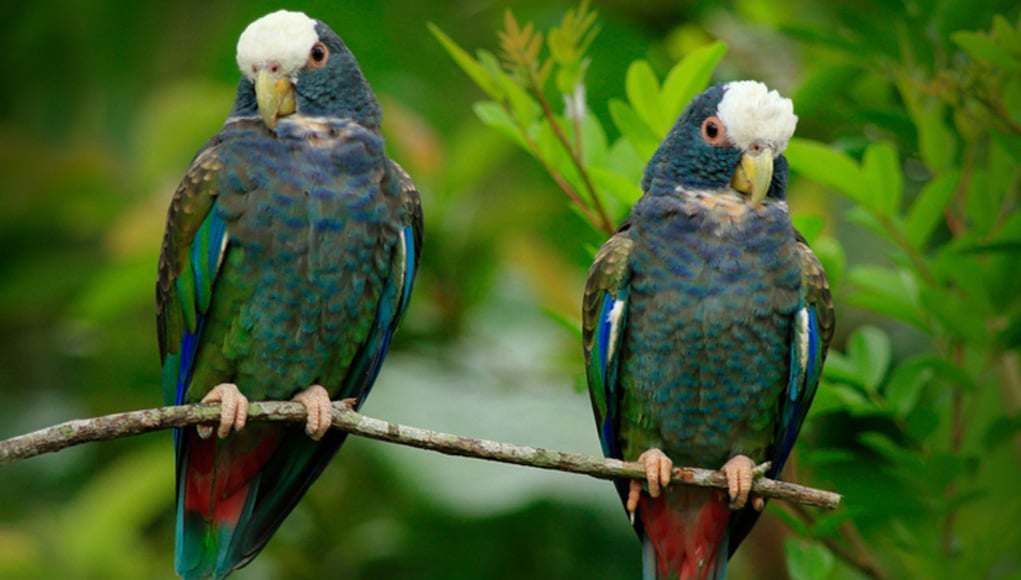Pionus parrot