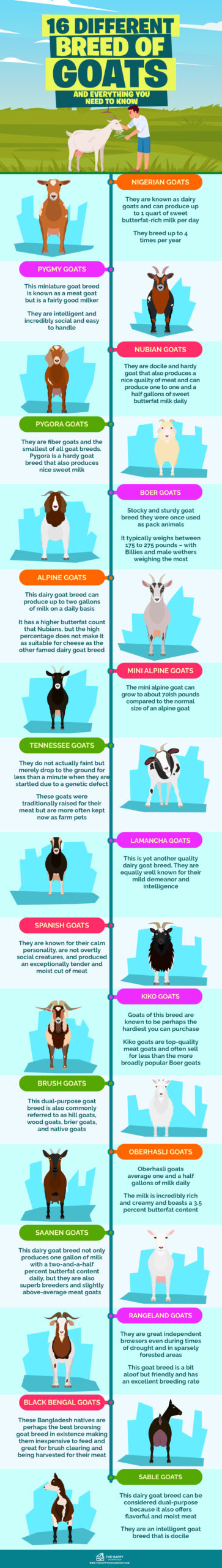 16种不同品种的山羊和你需要知道的一切信息图表