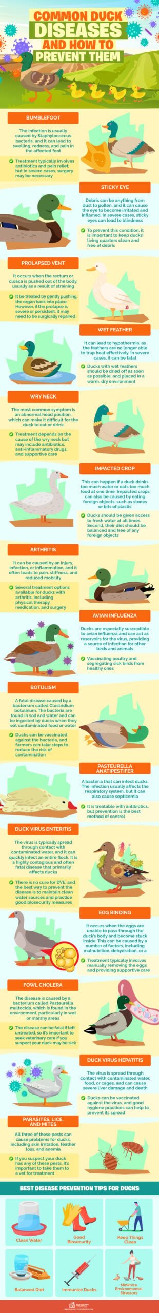 Common Duck Diseases infographics