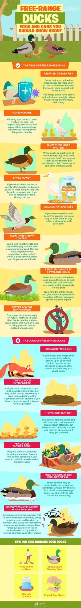 自由放养鸭子信息图表