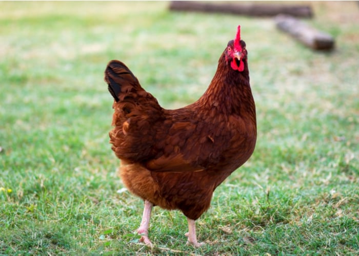 Red chicken breeds- Rhode Island Red