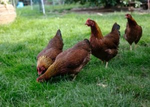 Brown egg layer -Welsummer chicken