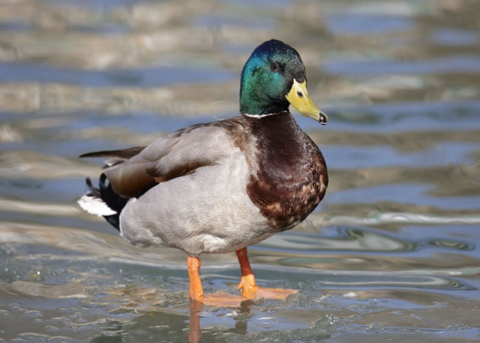 wild duck breeds mallard
