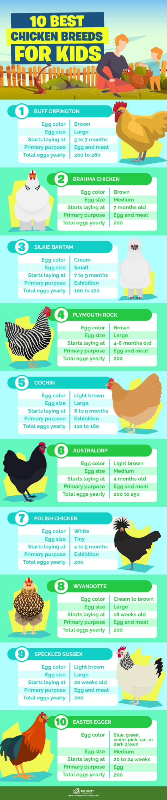 Best Chicken Breeds for Kids infographics