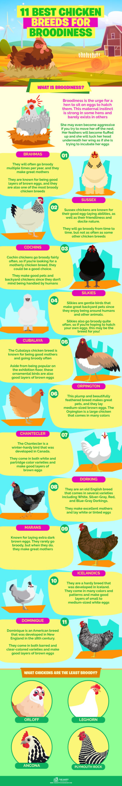 11 Best Chicken Breeds for Broodiness