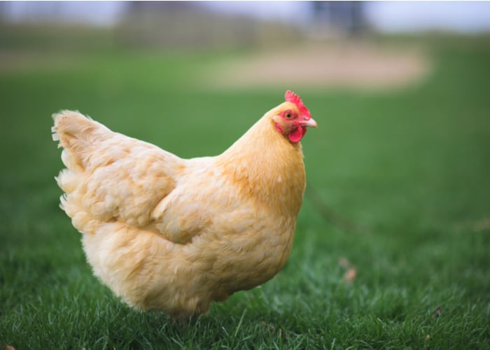 Best chicken breeds for broodiness- Buff Orpington
