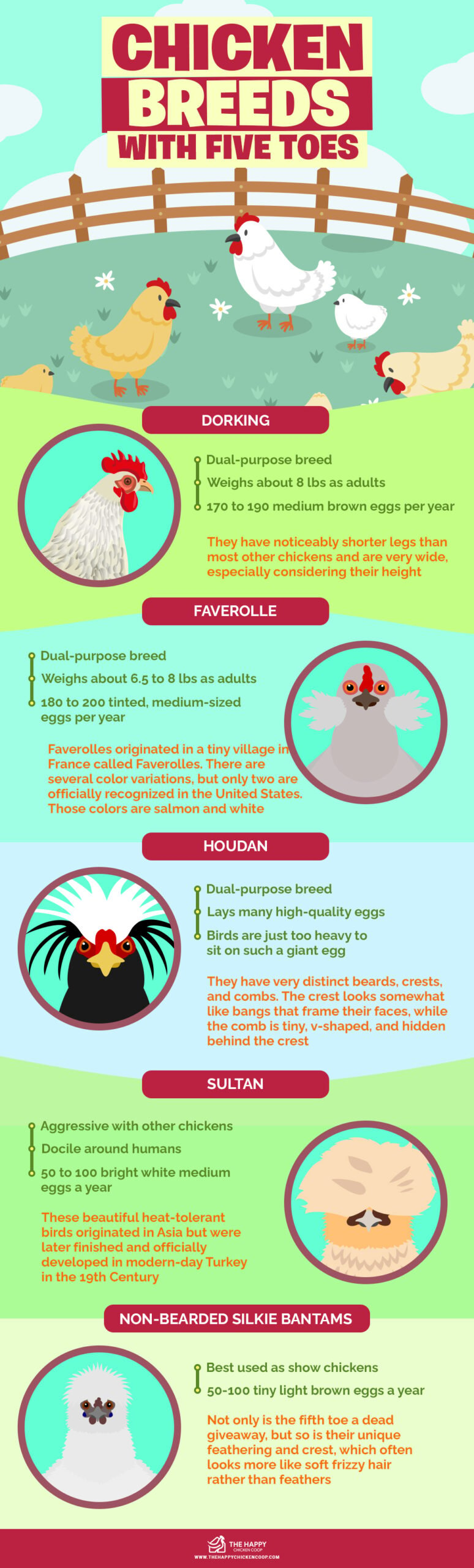 Chicken Breeds With Five Toes infographics