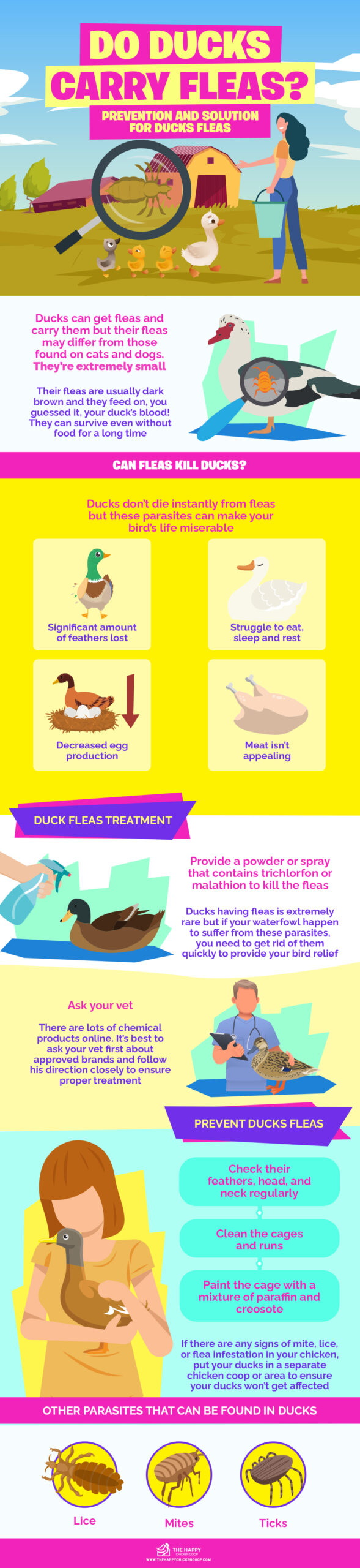 Do Ducks Carry Fleas infographics
