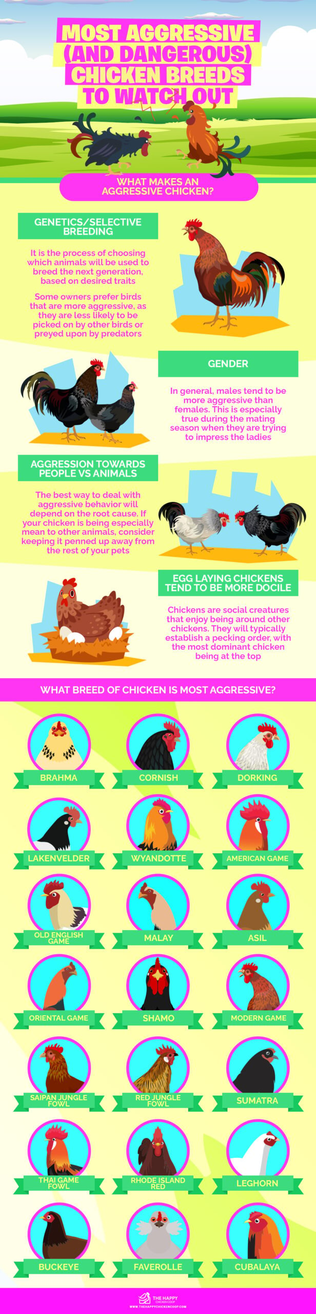 最具攻击性(和危险)的鸡品种要注意信息图表