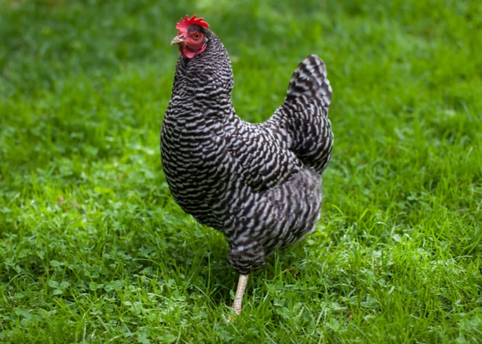 Best chicken breeds for kids: Plymouth Rock