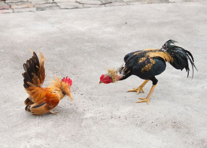 最具攻击性和危险性的鸡品种