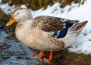 silver appleyard - duck breeds that can't fly