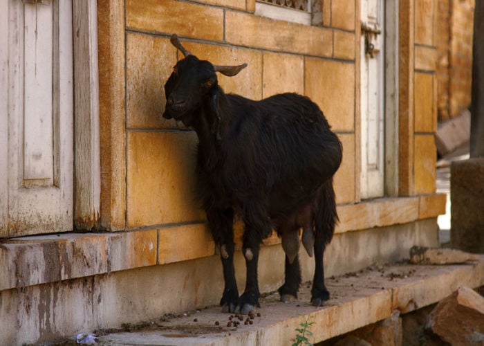 Anatolian Black Goats long haired goat breeds